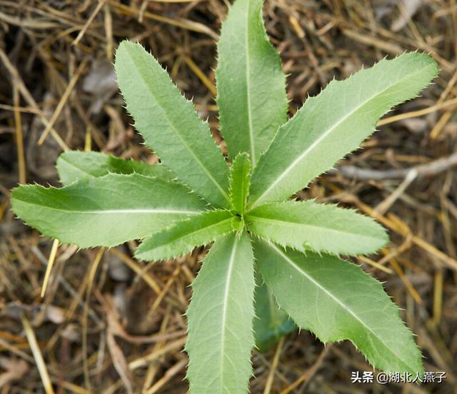 兔子奶野菜的功效图片