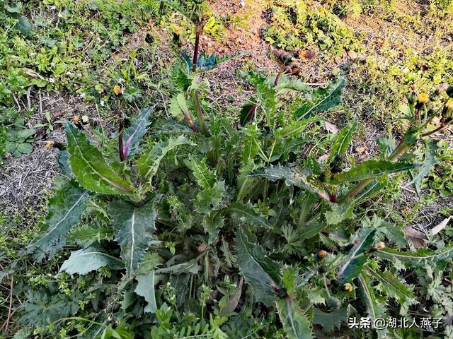 兔子奶野菜的功效图片