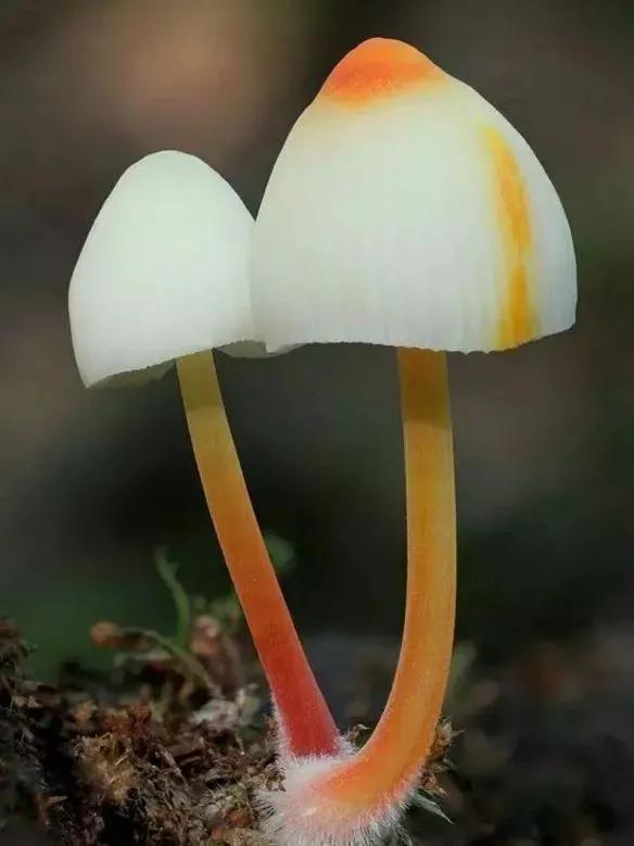 鲜蘑菇的种类及图片图片